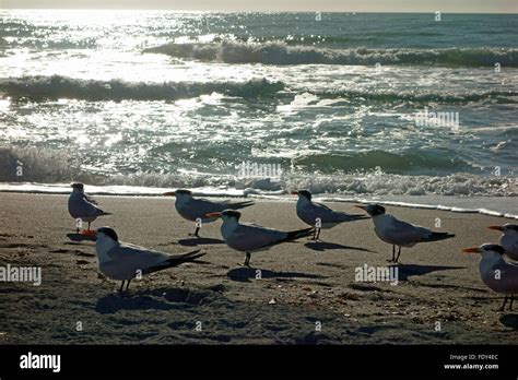 Royal Terns On Venice Beach Florida Usa Stock Photo Alamy