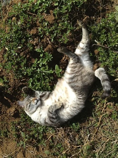 Comment Loigner Les Chats Du Jardin Petits Trucs Savoir Eloigner