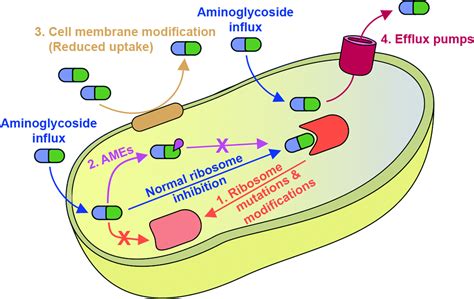 Außerdem Sympathie Moderator mechanism of resistance Versand ...