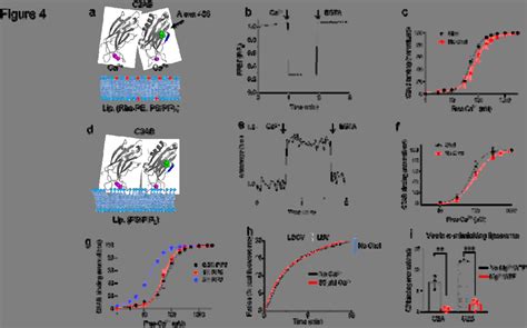 342 Membrane Binding Of The C2ab Domain Of Synaptotagmin 1 In The