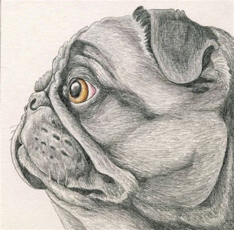 Items similar to Black Pug Print from Original Dog Art Pencil Painting-Carla Smale on Etsy