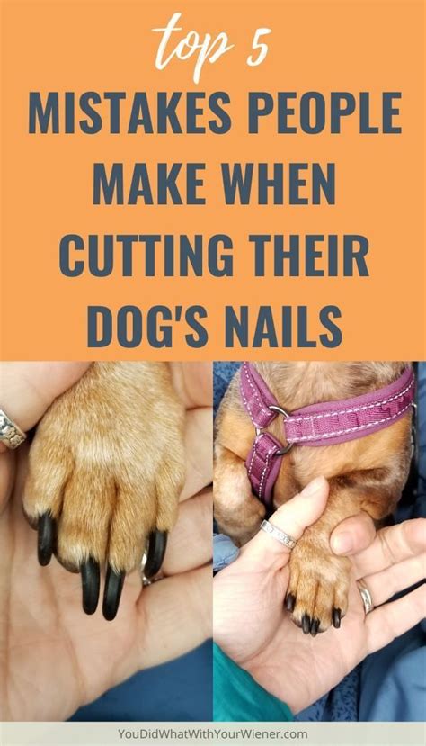 Top 5 Mistakes People Make When Cutting Their Dogs Nails Artofit