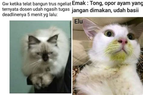 Meme Ekspresi Kucing Ini Mewakili Keresahan Manusia