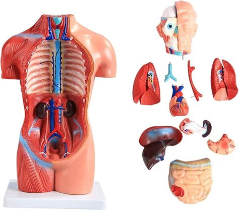 Lehrmodell Anatomie 42 Cm Mini Modell Der Menschlichen Anatomie Torso