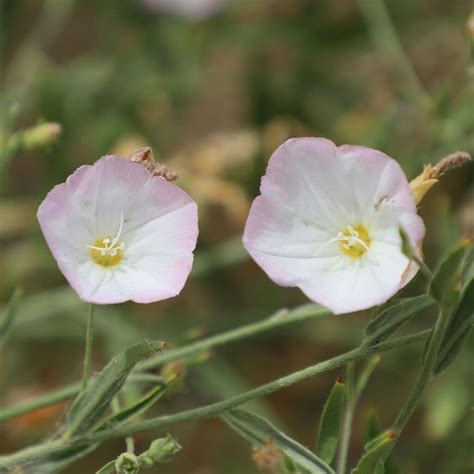 20 Popular Types Of Convolvulus Pictorial Guide