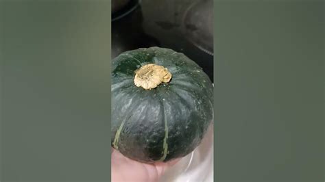 Smallest Pumpkins Trending Youtube Ytshort Shorts Short