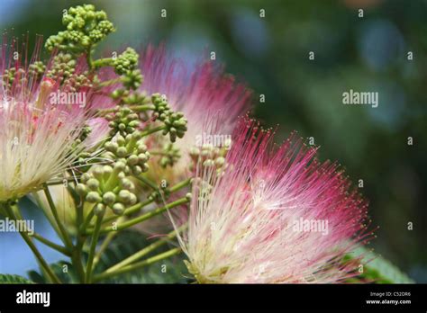 Lacy Leaf Fern Tree Wtih White Feathery Blooms And New Buds Stock Photo