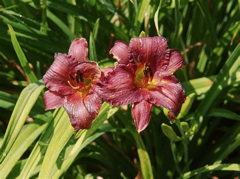 Little Wine Cup Daylily