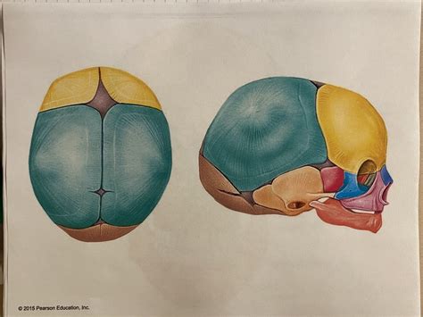 Fetal Skull A P Diagram Quizlet