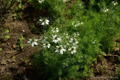 Czarnuszka Siewna Zachwycona Natur