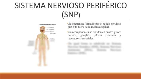 Solution Sistema Nervioso Central Y Perif Rico Diapositivas Studypool