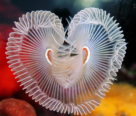 Una Especie De Gusano De Mar ¡en Forma De Corazón Vista Al Mar