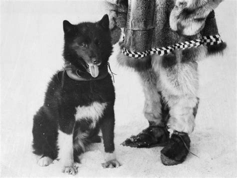 100 ans après l exploit du célèbre chien Balto expliqué par son ADN