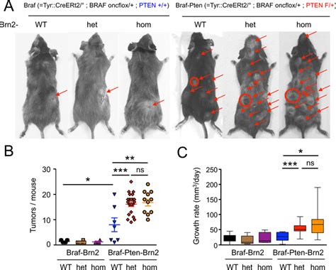 Brn2 Loss Potentiates Melanomagenesis In Braf Pten Mice A Macroscopic