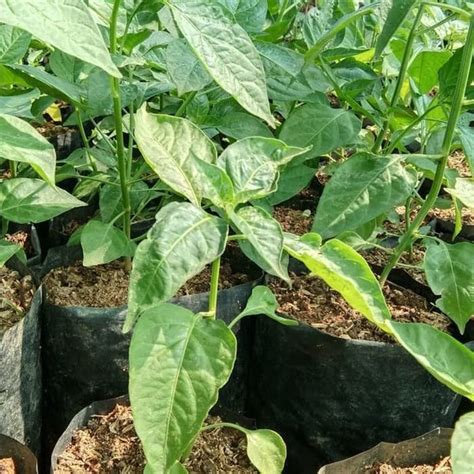 Jual Bibit Tanaman Cabai Rawit Setan Super Pedas Siap Berbuah Pohon