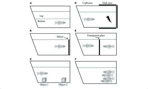 Illustration Of Zebrafish Behavioral Tests A Novel Tank Test B