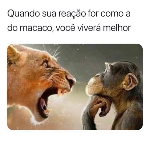 Quando Sua Rea O For Como A Do Macaco Voc Viver Melhor Memes