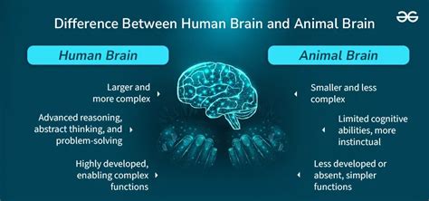 Difference Between Human Brain And Animal Brain