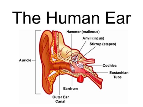 Middle Ear Anatomy And Physiology Of Ear