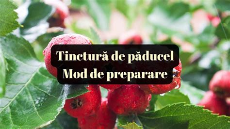 Tinctură de păducel Mod de preparare YouTube