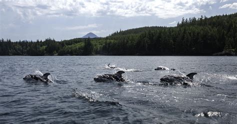 3 Dolphins Chasing Boat — Mitch Meyer Photos