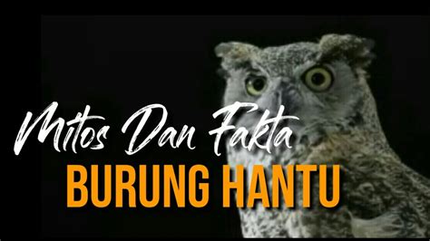 Mitos Dan Fakta Burung Hantu YouTube