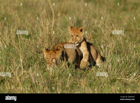 Lion (Panthera leo) cubs Stock Photo - Alamy