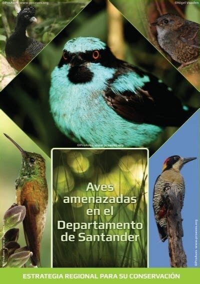 Aves Amenazadas En El Departamento De Santander