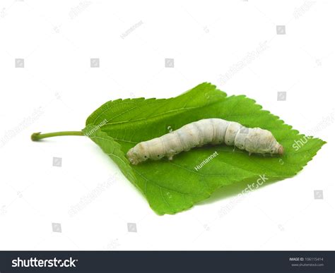 Silkworm Stock Photo Shutterstock