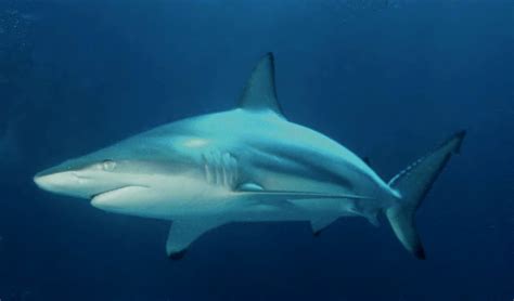 Sharks In The Gulf Of Mexico And Texas Full List Texas Daily Enterprise