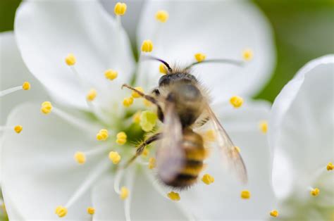 Brown Honey Bee on White Flower · Free Stock Photo