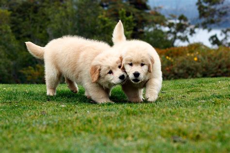 Cachorros Golden Retriever Goldens Lake