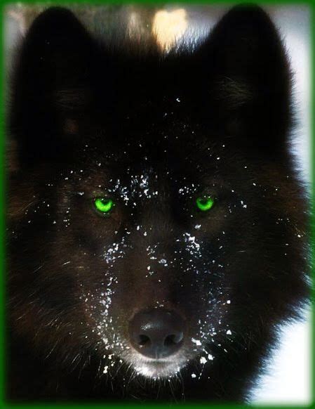 Black Wolf With Green Eyes Wallpaper