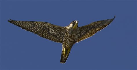 Falcon Images: Peregrine Falcon Fastest Animals