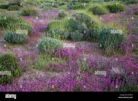 Purple Owl s Clover desert wildflowers in McDowell Mountain Regional ...