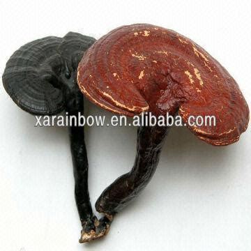 Buy Wholesale China Wild Reishi Mushroom(organic) & Wild Reishi ...