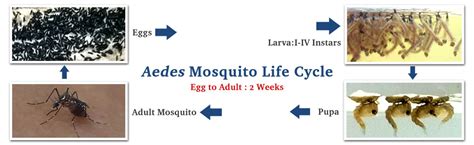 Gbit Mosquito Borne Diseases