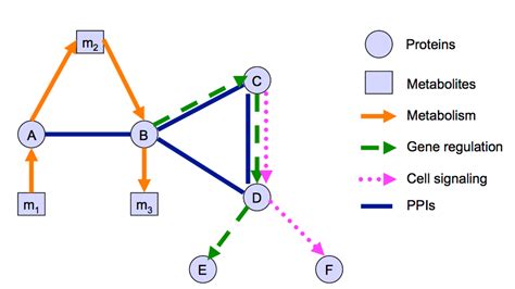 Types Of Biological Networks Network Analysis Of Protein Interaction Data