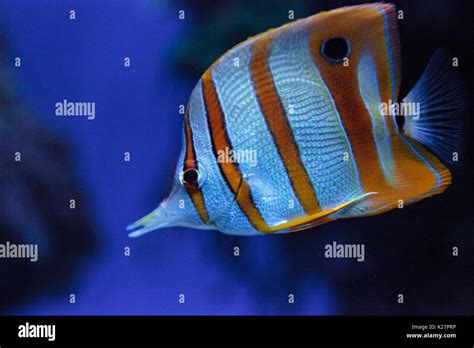 Copper Banded Butterflyfish Chelmon Rostratus Picks At The Corals On