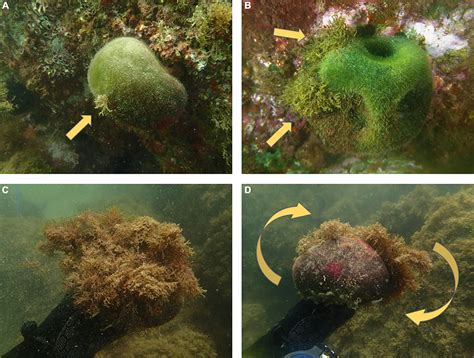 Frontiers The Invasive Macroalga Rugulopteryx Okamurae Substrata Plasticity And Spatial