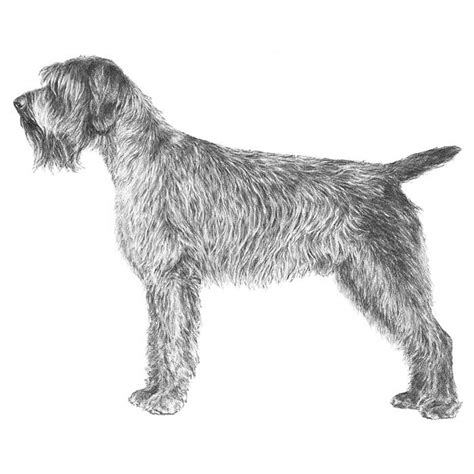 Wirehaired Pointing Griffon German Wirehaired Pointer Spinone Italiano