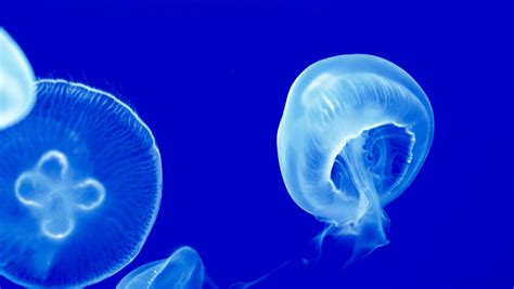 15 Cool Facts About Moon Jellyfish That Will Surprise You