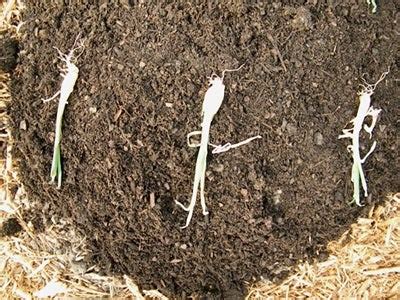 How to Plant Onion Sets | Gardening Forum