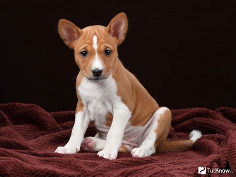 African Basenji puppy | Basenji puppy, Puppies, Dog breeds