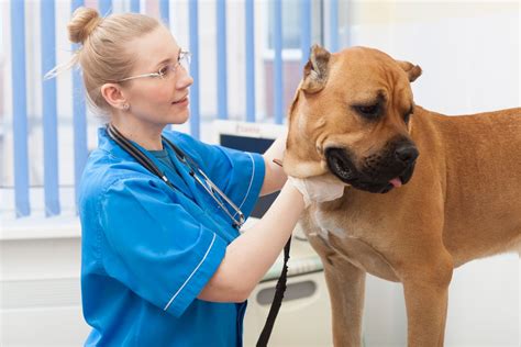 犬の膿皮症とは？原因から症状、治療方法まで徹底解説 ペットノコエ