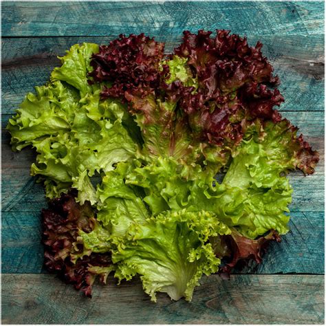 Lollo Rosso Lettuce Seeds (Lactuca sativa) - Seed Needs – Seed Needs LLC