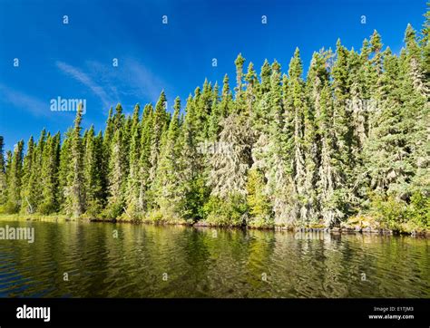 Spruce Forest Along Lake Little Deer Lake Lac La Ronge Provincial