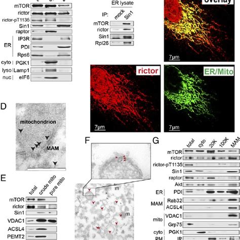 Pdf Mtor Complex 2 Akt Signaling At Mitochondria Associated