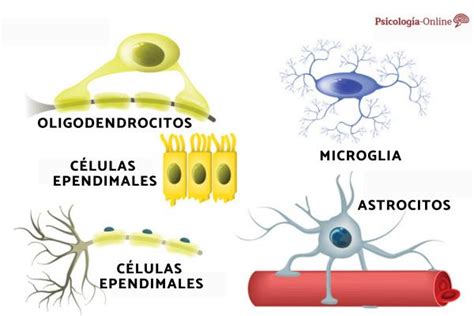 Glial Cells: What They Are, Types and Functions | 2024