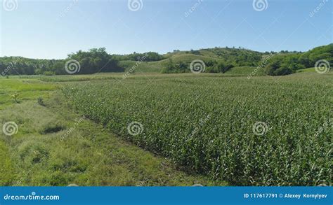 Corn Plantations In The Philippines Stock Image Image Of Corn